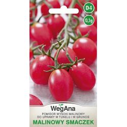 Pomidor malinowy Smaczek 0,1g Werbena