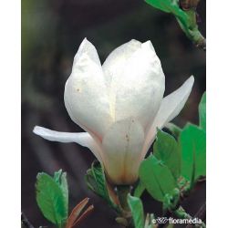 Magnolia pośrednia ' Superba'
