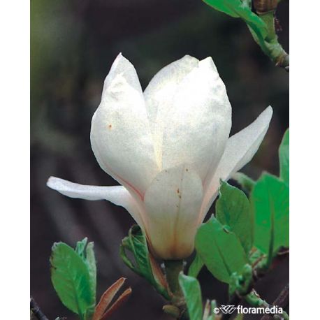 Magnolia pośrednia ' Superba'