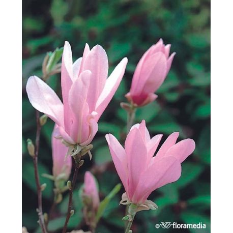 Magnolia ' George Henry Kern'