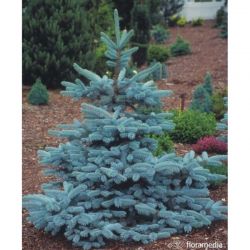 Świerk kłujący ' Koster' 180-200