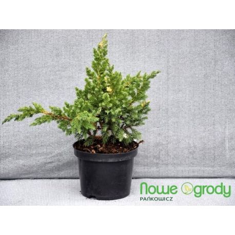 Jałowiec chiński ' Expansa Variegata'