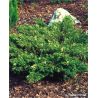 Jałowiec chiński ' Expansa Variegata'