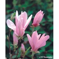 Magnolia ' George Henry Kern' 125-150 cm