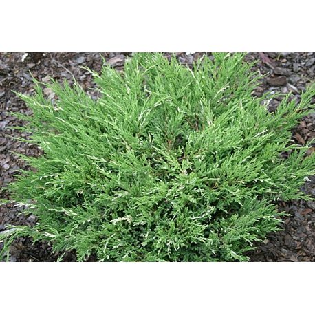 Jałowiec płożący ' Andorra Variegata'