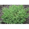 Jałowiec płożący ' Andorra Variegata'