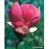 Magnolia pośrednia ' Lennei'