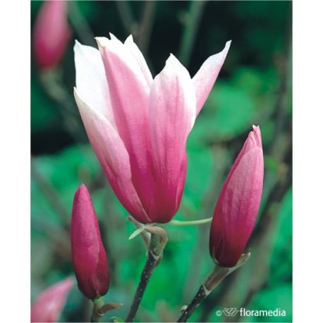 Magnolia ' Susan'