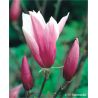 Magnolia ' Susan'
