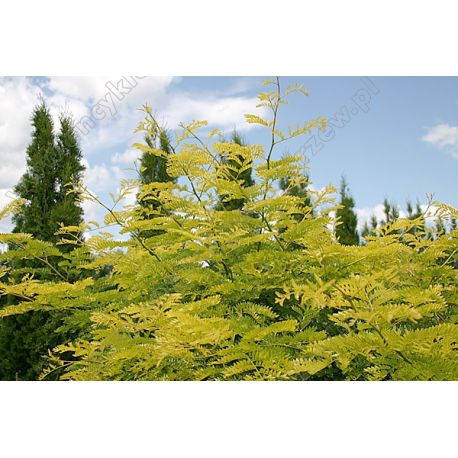 Miłorząb trójklapowy ' Pendula' PA
