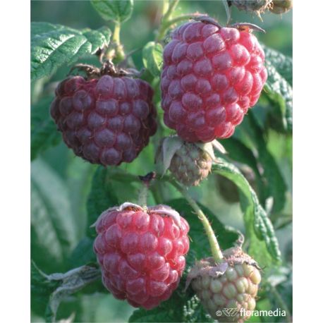 Malina właściwa 'Pokusa'