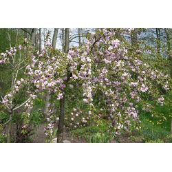 Wiśnia piłkowana ' Kiku-shidare'  8-10