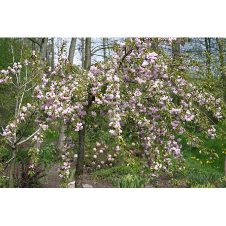 Wiśnia piłkowana ' Kiku-shidare'  8-10