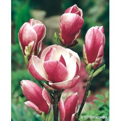 Magnolia pośrednia ' Rustica Rubra'