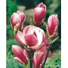 Magnolia pośrednia ' Rustica Rubra'