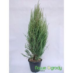 Jałowiec skalny ' Blue Arrow' 110-120