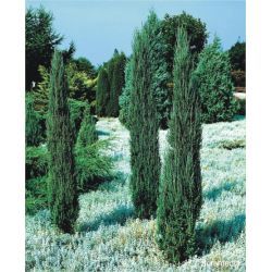 Jałowiec skalny ' Blue Arrow' 100-120