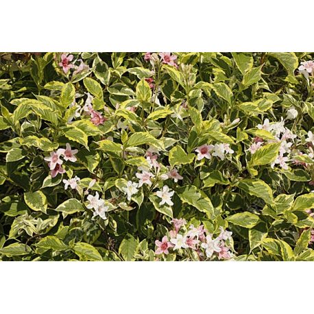 Krzewuszka cudowna ' Nana Variegata'