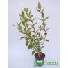 Krzewuszka cudowna ' Nana Variegata'