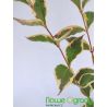 Krzewuszka cudowna ' Nana Variegata'