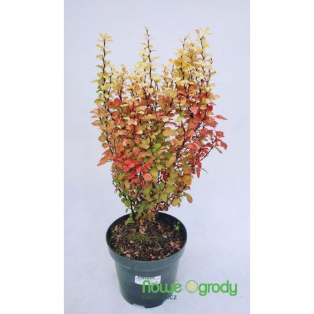 Berberys Thunberga ' Golden Torch'