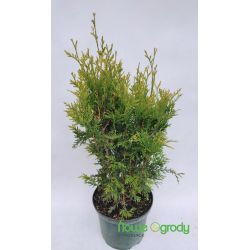 Żywotnik olbrzymi ' Kórnik'