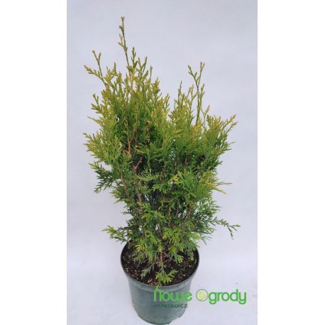 Żywotnik olbrzymi ' Kórnik'