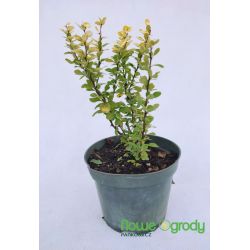 Berberys Thunberga ' Golden Rocket'
