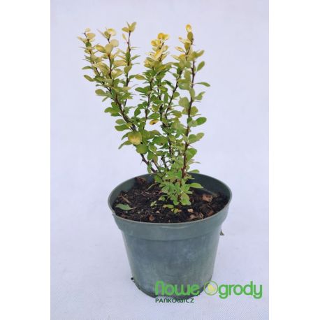 Berberys Thunberga ' Golden Rocket'