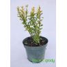 Berberys Thunberga ' Golden Rocket'