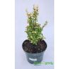 Berberys Thunberga ' Golden Rocket'
