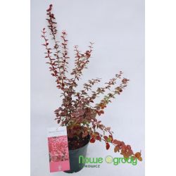 Berberys Thunberga ' Chiquita