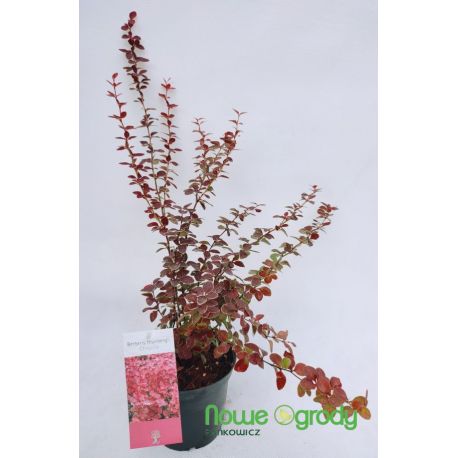 Berberys Thunberga ' Chiquita