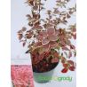 Berberys Thunberga ' Chiquita
