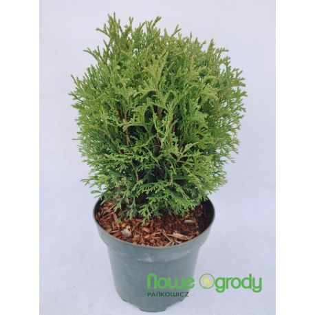 Żywotnik zachodni ' Waterfield'