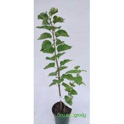 Lilak pospolity ' Aucubaefolia'