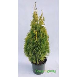 Żywotnik zachodni ' Golden Smaragd' 70-80