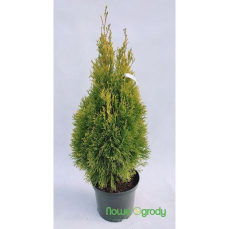 Żywotnik zachodni ' Golden Smaragd' 70-80