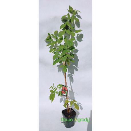 Malina ' Polana'