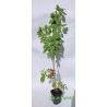 Malina ' Polana'