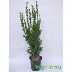 Cis pośredni ' Hicksii' 80-100