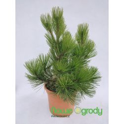 Sosna bośniacka ' Compact Gem'