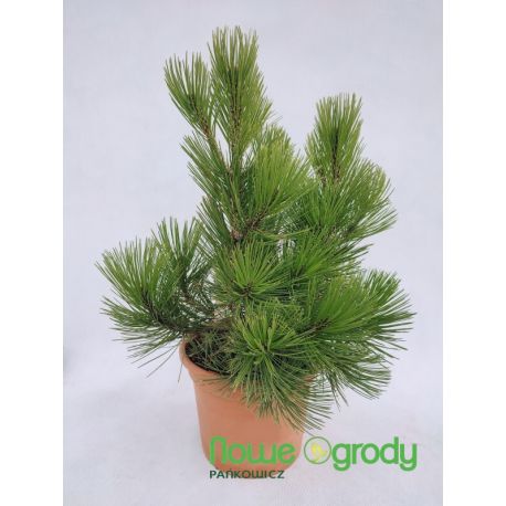 Sosna bośniacka ' Compact Gem'