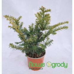 Cis pospolity ' Repandens Aurea'