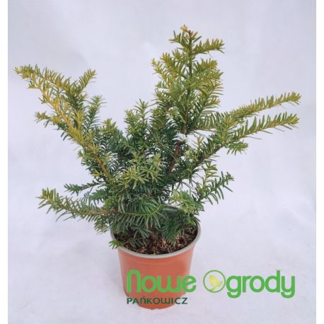 Cis pospolity ' Repandens Aurea'