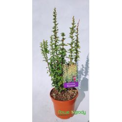 Berberys Thunberga ' Powwow'