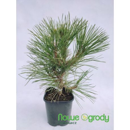 Sosna czarna ' Spielberg'