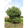 Sosna czarna ' Spielberg'