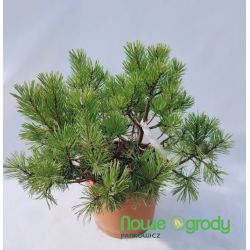 Sosna górska ' Mops'