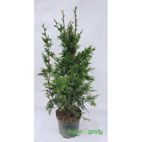 Żywotnik olbrzymi ' Can-Can'